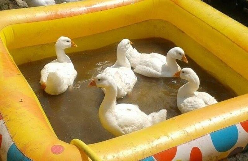 Слезы наворачиваются от умиления при виде племенных гусей хозяйства Курбановых в детском «лягушатнике». Куриная семья. Фото Михаила Курбанова.