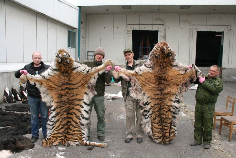 Тигриные трофеи. Слева - эксперты WWF Сергей Арамилев и Павел Фоменко.