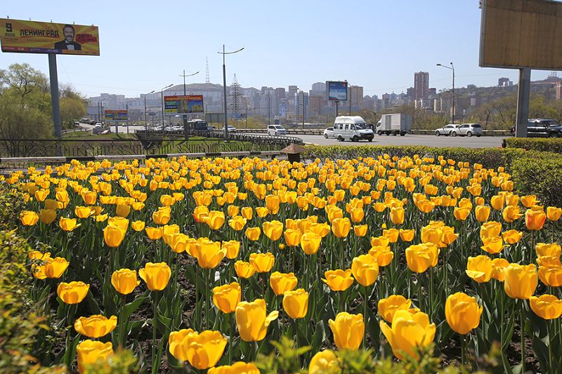 Тюльпаны во Владивостоке
