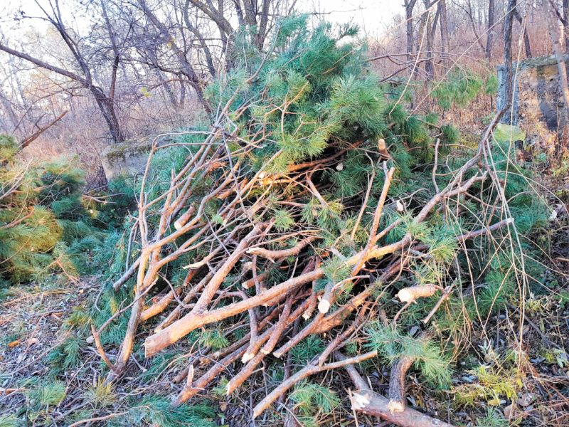 В начале октября в селе Красивое, которое входит в Бирофельдское поселение, вдруг начали рубить красавицы-сосны, березы, тополя прямо в центре села, в парке Победы, где установлен памятник землякам, погибшим в Великую Отечественную войну!