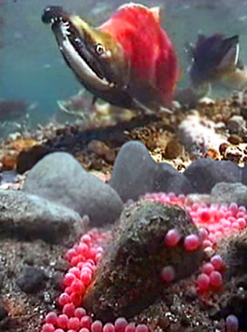 На тёрках всюду видны снулые рыбины