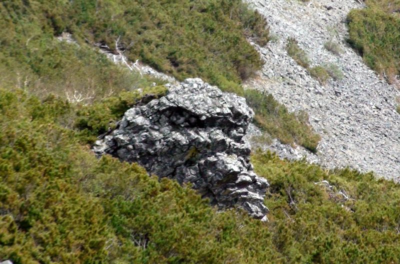 Голова Шамана