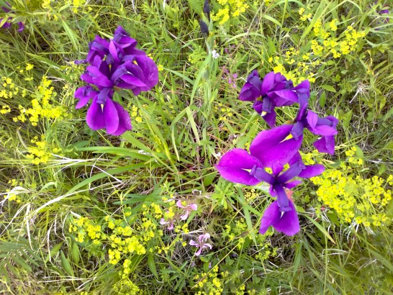 Касатик мечевидный - многолетнее травянистое растение семейства Ирисовые, занесенное в Красную Книгу России и Хабаровского края