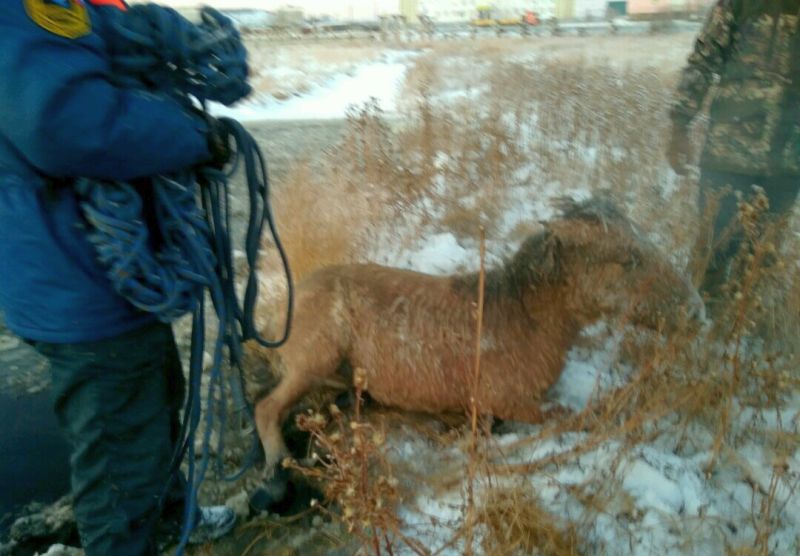 Долгожданное спасение!
