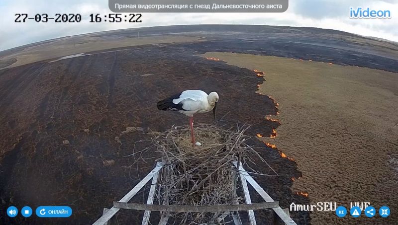 Аисты переживают первую волну пожаров в Приамурье