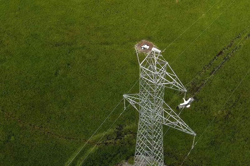 Аисты прилетели на Дальний Восток России