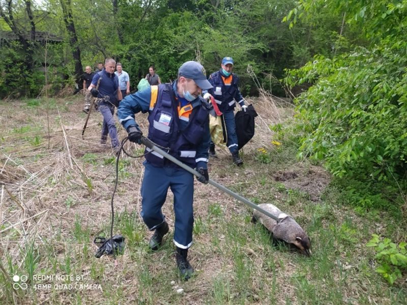 В Благовещенске сотрудники МЧС ловили дерзкого барсука