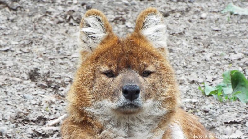 Красным волкам из Приморского Сафари-парка ищут опекунов