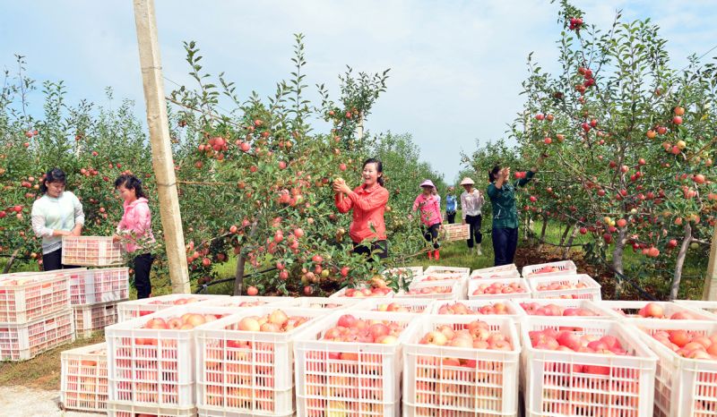 В Косанском плодоводческом комплексе.