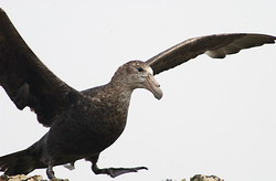 Нажмите, чтобы увеличить