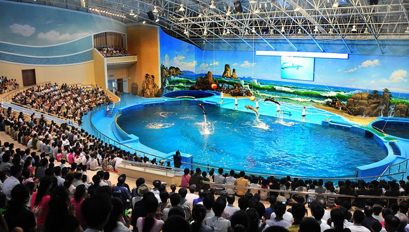 Дельфинарий «Рынра». Зрителей радуют «артисты».