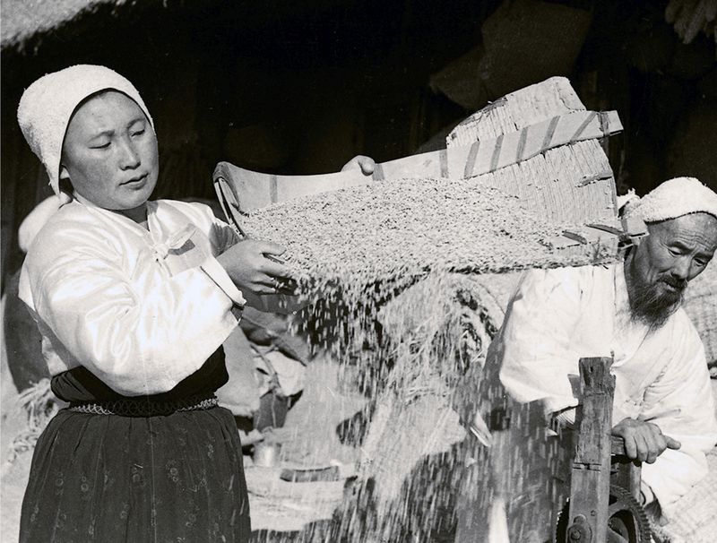 Жители подготовляют рис для поддержки фронта.