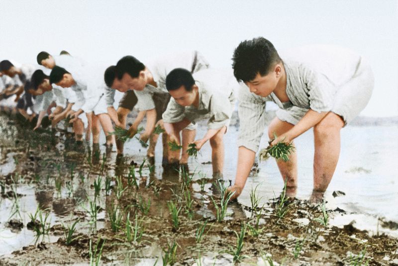 Ким Ир Сен пересаживает рисовую рассаду вместе с крестьянами. Июнь 36 года чучхе (1947).