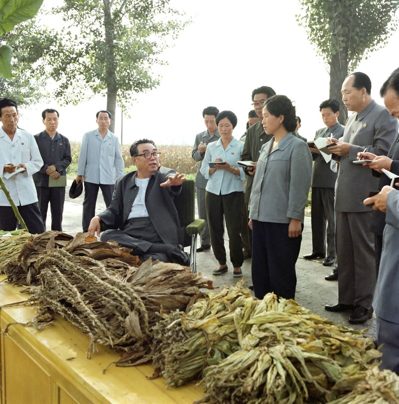 В Мунхынском сельхозкооперативе уезда Кандон. Август 70 года чучхе (1981).