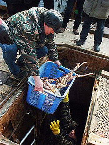 Краба-сырца международное и, по мнению следствия, преступное сообщество наловило на $545 млн/Фото: Владимир Павлов/Коммерсантъ