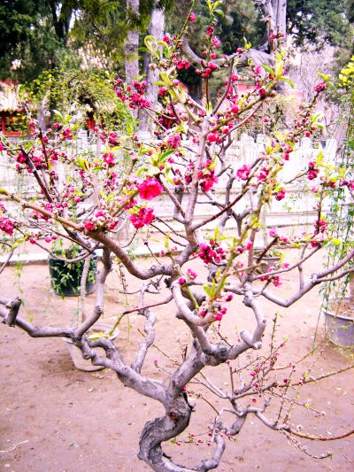 Сакура вишневая. г. Пекин