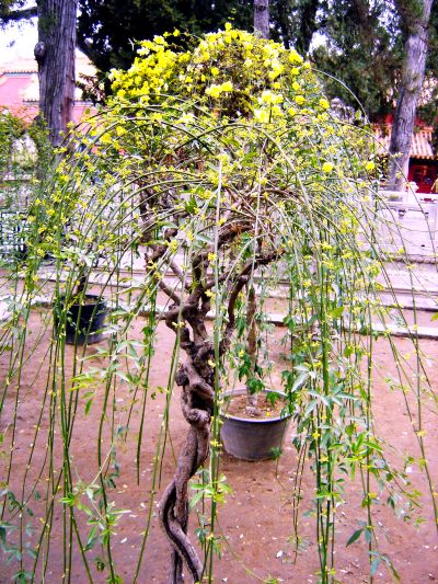 Сакура желтая -плакучая. г. Пекин