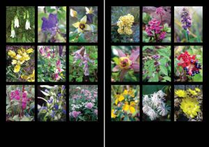 Нажмите, чтобы увеличить