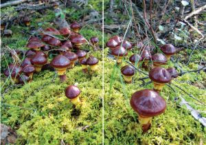 Нажмите, чтобы увеличить