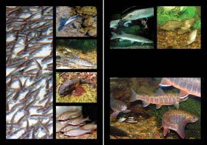 Нажмите, чтобы увеличить