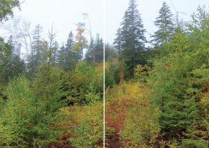 Нажмите, чтобы увеличить