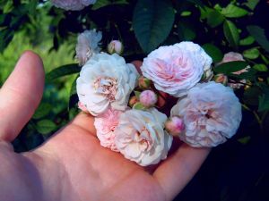 Кистевидные соцветия, в каждом из которых по пять и более цветков (нажмите, чтобы увеличить)