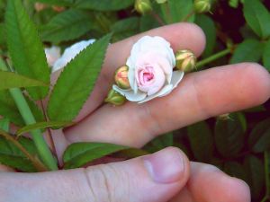 Роза-крошка с ноготок (нажмите, чтобы увеличить)