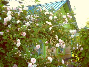 Роза плетистая «Нью Даун» - с анг. «New Dawn» (нажмите, чтобы увеличить)