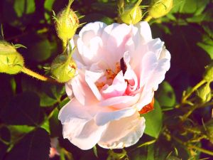 Роза «дикуша» (нажмите, чтобы увеличить)