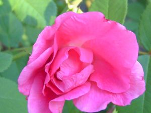 «Модэн Сентенниал» (нажмите, чтобы увеличить)