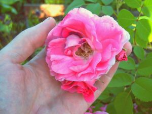 Напоминает махровый шиповник (нажмите, чтобы увеличить)