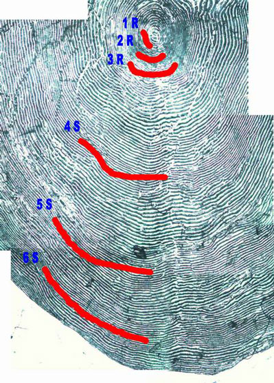 Сканированное изображение чешуи Камчатской семги возраста 6.3+ (6 полных по 7-му году, из которых 3 года провела в реке и 3+ в море).