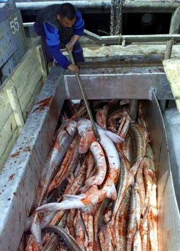 Ученые-ихтиологи свидетельствуют: популяция амурского осетра практически истреблена браконьерами