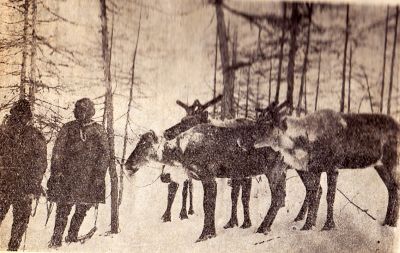 Олени Гижигинского района. стр. 59.