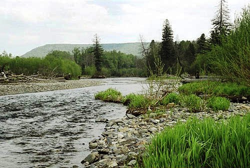 р. Хуту - раздолье для пчел?