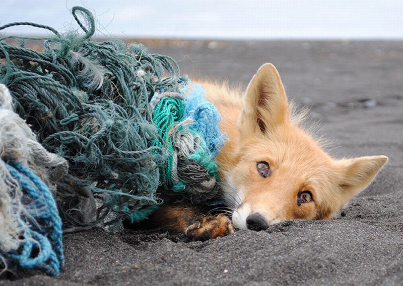 Лис по кличке Злодей Злодеевич