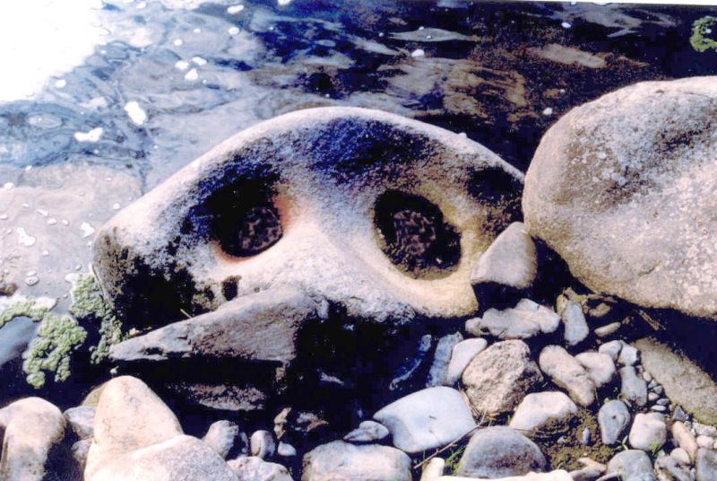 Хабаровская "каменная" птица