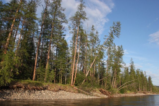 Береговая лиственничная тайга, р Парень