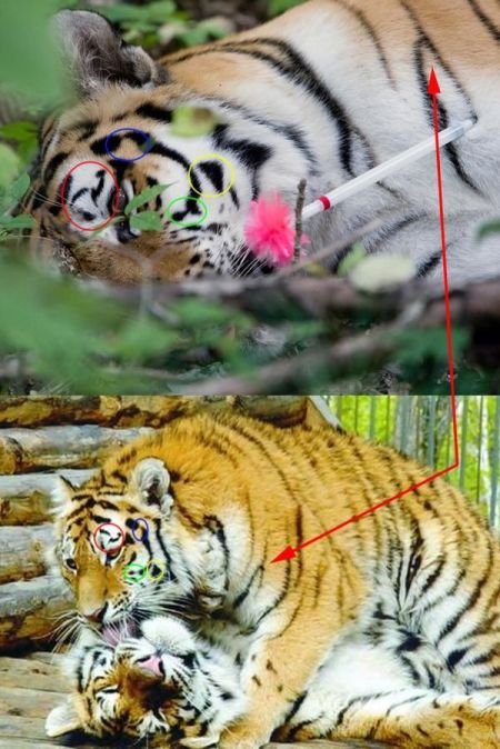 Верхнее фото: Уссурийская тайга, 31.08.2008 г.; нижнее: Дальневосточный ЗООсад, 11.06.2008 г.