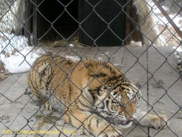 На фото тигрица Ангара. 2008 год. 5 августа, во время урагана, поваленными деревьями была нарушена целостность периметра вольера, в котором содержалась и проходила реабилитацию Ангара. Животное без труда само покинуло вольер и ушло в тайгу