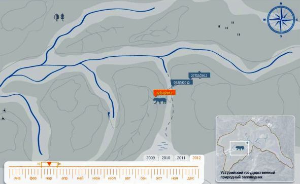 Пути тигрицы Путина?