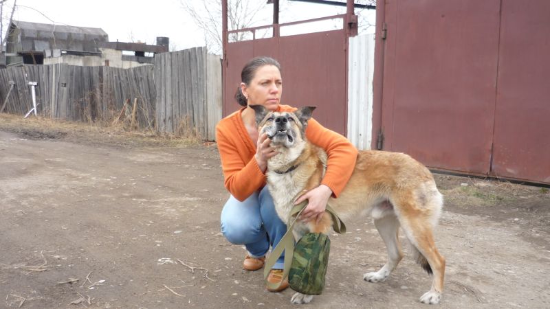 Дворянина Джека живодеры буквально изрешетили свинцом, но после лечения и ампутации лапы  он снова ожил под опекой Елены Асташовой