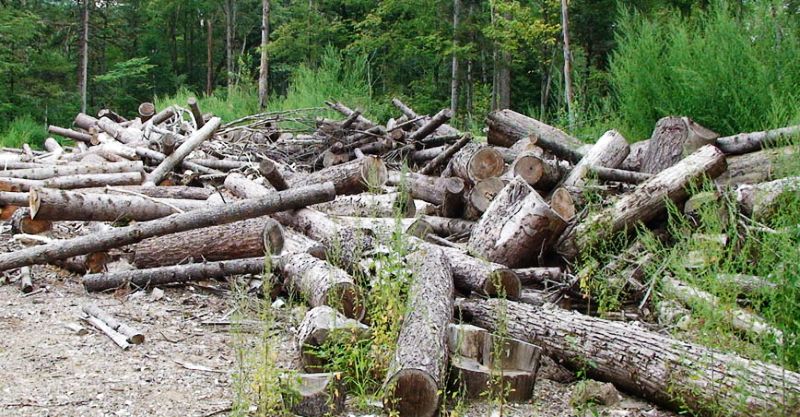 Склад с брошенной древесиной в пойме Арму