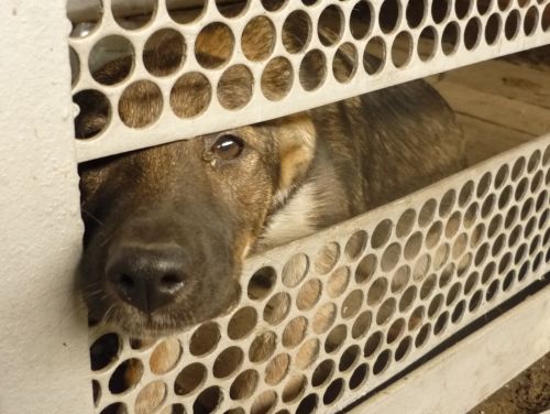 Маленький узник «Спецавтохозяйства» просится на волю