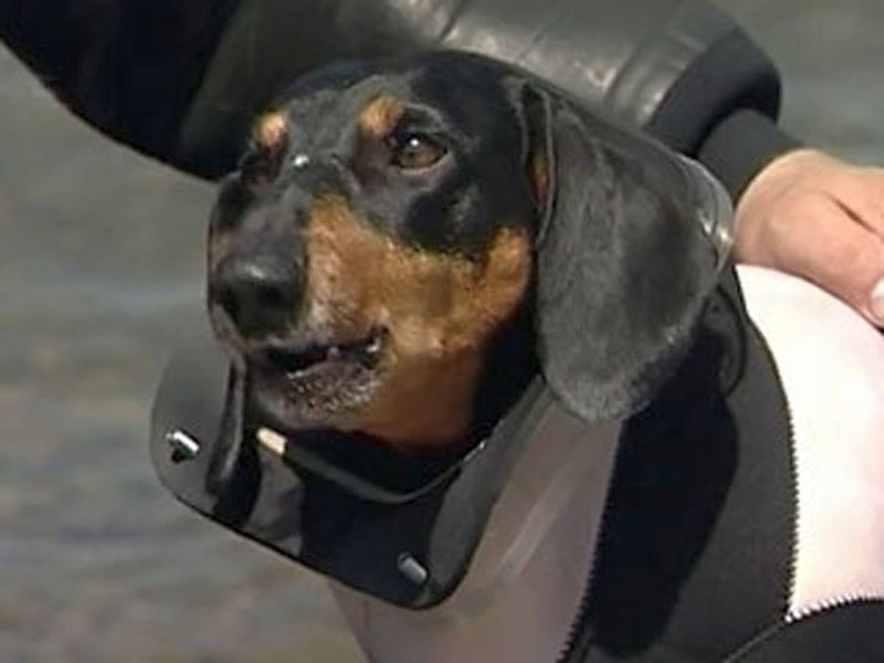 Такса по кличке Бонифаций